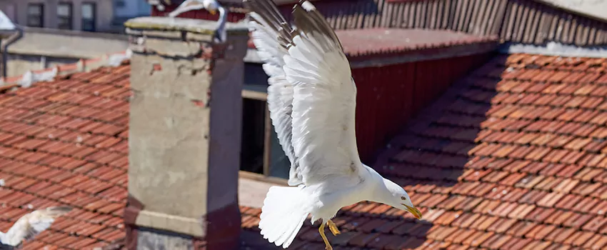 Residential Chimney Animal Removal Solution in Mission Bend, TX